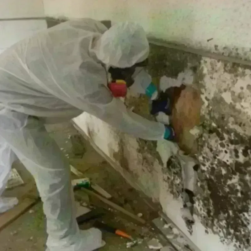 Mold Remediation and Removal in Sterling, IL